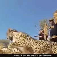Forest Officer Shares Video Of Animals And Birds Being Released Into The Wild