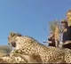 Forest Officer Shares Video Of Animals And Birds Being Released Into The Wild