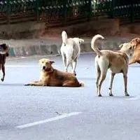 Send stray dogs to Assam for consumption Maharashtra MLAs bizarre advice sparks row