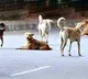 Send stray dogs to Assam for consumption Maharashtra MLAs bizarre advice sparks row