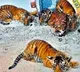 Four Tiger Cubs enters into village in Nandyal District