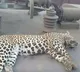 Leopard found dead on goods train in Chandrapur