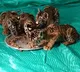 Attempt to reunite 4 tiger cubs with mother fails in Andhra forest