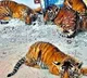 Tiger Cubs Are Now Healthy Found Their Mother