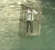 Italy town residents ridicule their politicians by putting them in a cage in a river