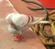 Suspected Spy Pigeon With Devices Fitted On Leg Caught Off Odisha Coast