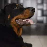 Brave Dog Saves Owner From Black Mamba Snake Hiding Behind Couch
