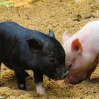 Over 1000 pigs died in penuganchiprolu last 15 days