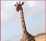 Viral Video Shows Mother Giraffe Saving Its Baby From Lioness