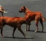 Stray dogs menace claims life of another child in Telangana