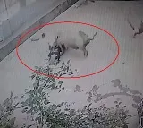 Pig attacks kid playing outside house in Maharashtra