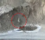 snow leopard appeared in ladakh