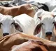 Himachal Pradesh govt imposing cow cess