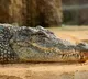 Huge Crocodile in Paddy Farm In Wanaparthy District