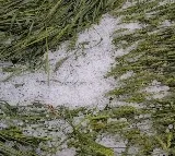 Unseasonal rains cause widespread crop loss in Telangana
