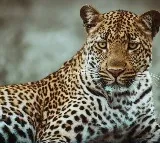 The indian village where leopards are considered divine