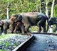 Northeast Frontier Railway uses AI to prevent elephants getting hit by trains