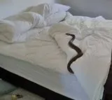 Australia women found A snake in her bed