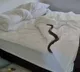 Australia women found A snake in her bed