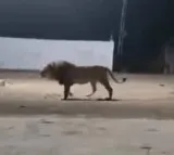 Viral video from Gujarat shows a pack of dogs chasing away a lion