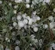 Rain with hailstones Expected today and tomorrow in Telangana