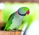 Police busted woman murder case with a Parrot help