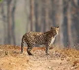 Leopard spotted at Tirumala ghat road