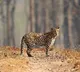 Leopard spotted at Tirumala ghat road