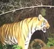 3 women killed in tiger attacks in separate incidents in UP forest