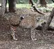 Cheetah gifted by Saudi Prince dies of heart attack at Hyderabad Zoo