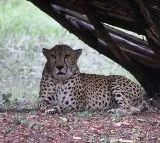 Last Cheetah in Hyderabad Zoo died