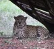 Last Cheetah in Hyderabad Zoo died