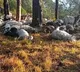 Lightning kills over 300 goats in Uttarkashs Khattu Khal forests
