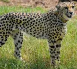 Cheetah imported from Namibia died