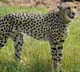 Cheetah imported from Namibia died