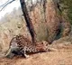 Leopard Performing Surya Namaskar Delights Internet Viral Video