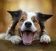 ChatGPT saves life of dog diagnoses problem that even vet could not identify