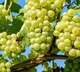 Grapes are the best fruit as per Ayurveda here are its benefits