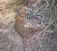 Leopard found dead in dumping yard in Telangana