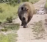 Angry Rhino Charges At Tourist Jeep In South Africa and Chases It For Over 1 Km