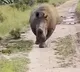Angry Rhino Charges At Tourist Jeep In South Africa and Chases It For Over 1 Km