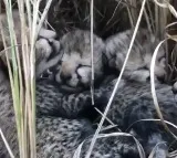 After seven and half decades Cheetahs born on Indian soil