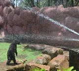 Hyderabad zoo installs coolers, sprinklers to protect animals from heat
