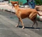 Additional Collector in T'gana becomes victim of stray dog menace