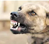 street dog attacked on siddipet additional collector
