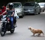 ICMR latest report on dog bites