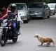 ICMR latest report on dog bites