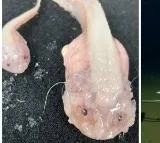 Guinness certifies world's deepest fish found by Japan-Australia team