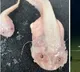 Guinness certifies world's deepest fish found by Japan-Australia team