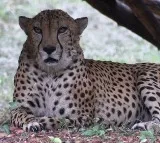 Cheetha Asha Also Moved Out From Kuno National Park